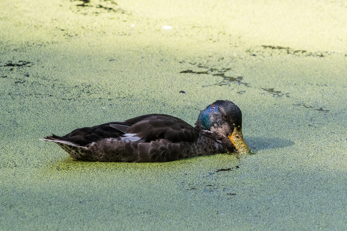 260721-D50_9161-Bearbeitet.jpg