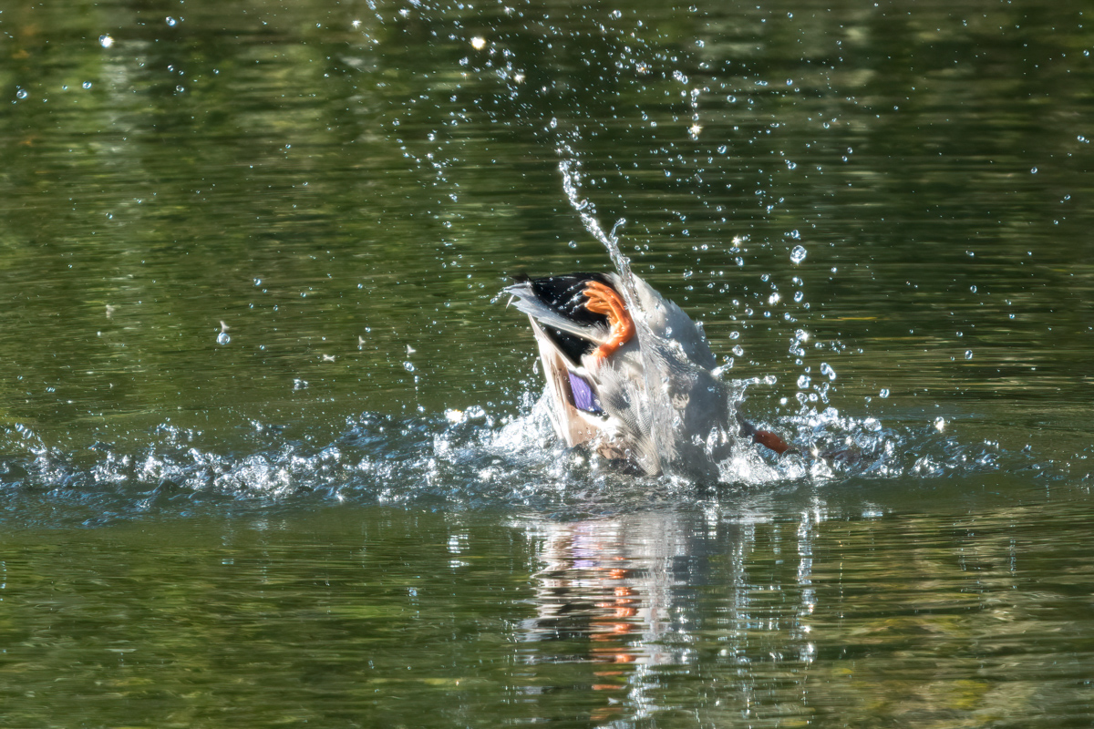 260930-D50_8936-Bearbeitet.jpg