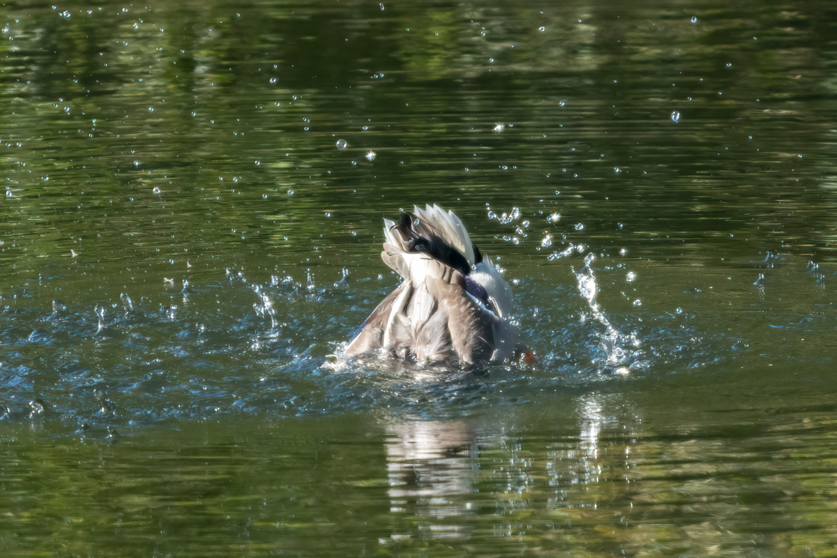 260930-D50_8938-Bearbeitet.jpg