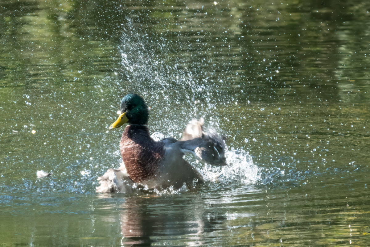 260930-D50_8942-Bearbeitet.jpg