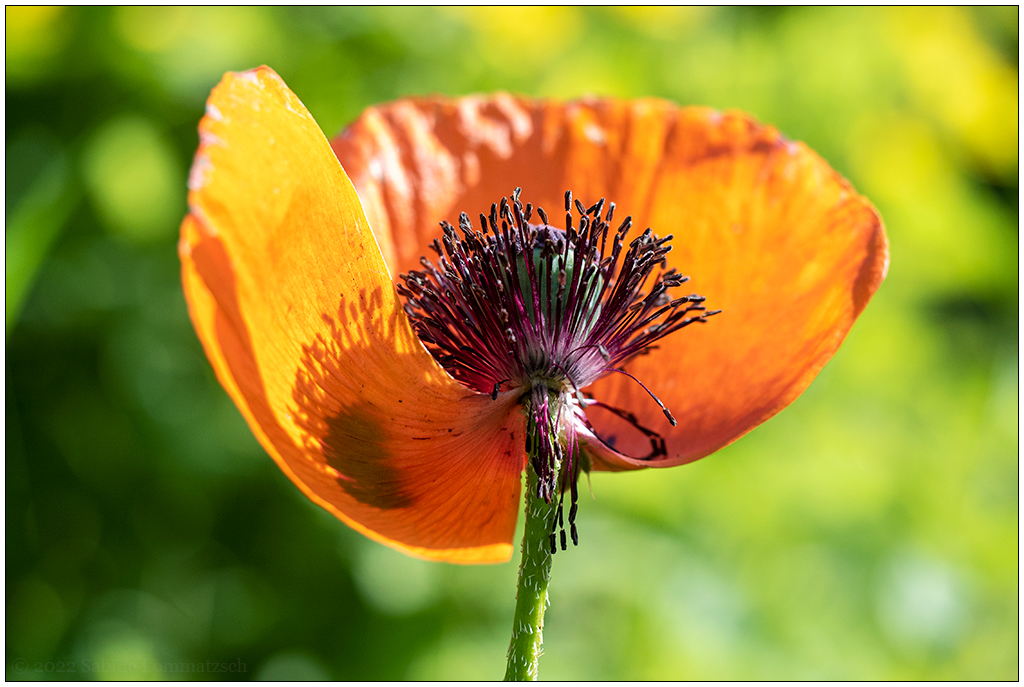 262 In der Bünte – Mohnblüte in der Abendsonne