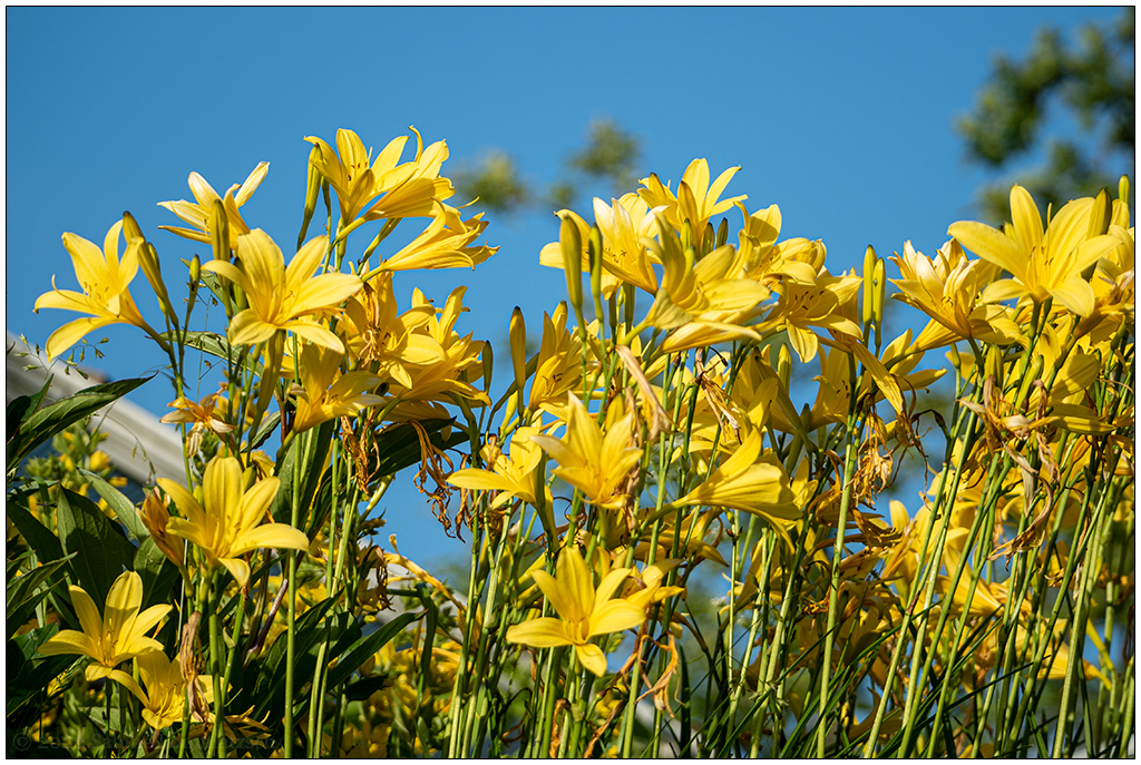 263 In der Bünte – Gelbe Lilien und blauer Himmel