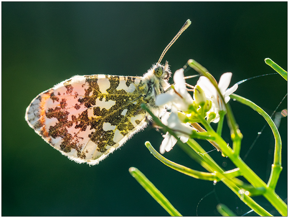 264 Schmetterling Aurora