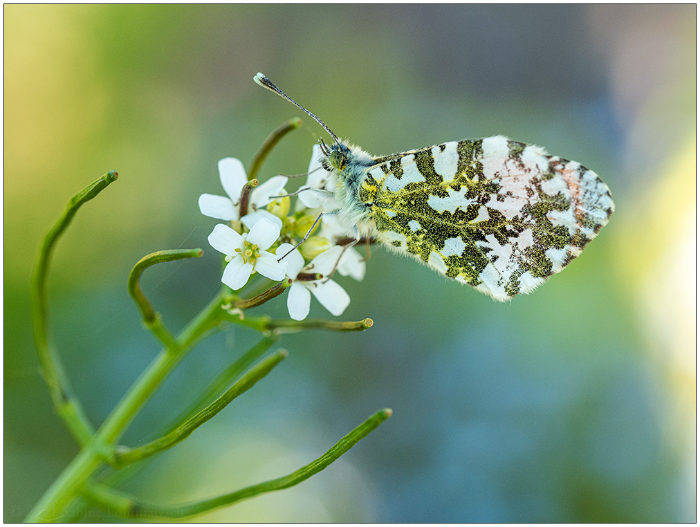 265 Schmetterling Aurora