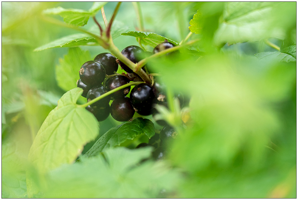 267 In der Bünte – Schwarze Johannisbeere