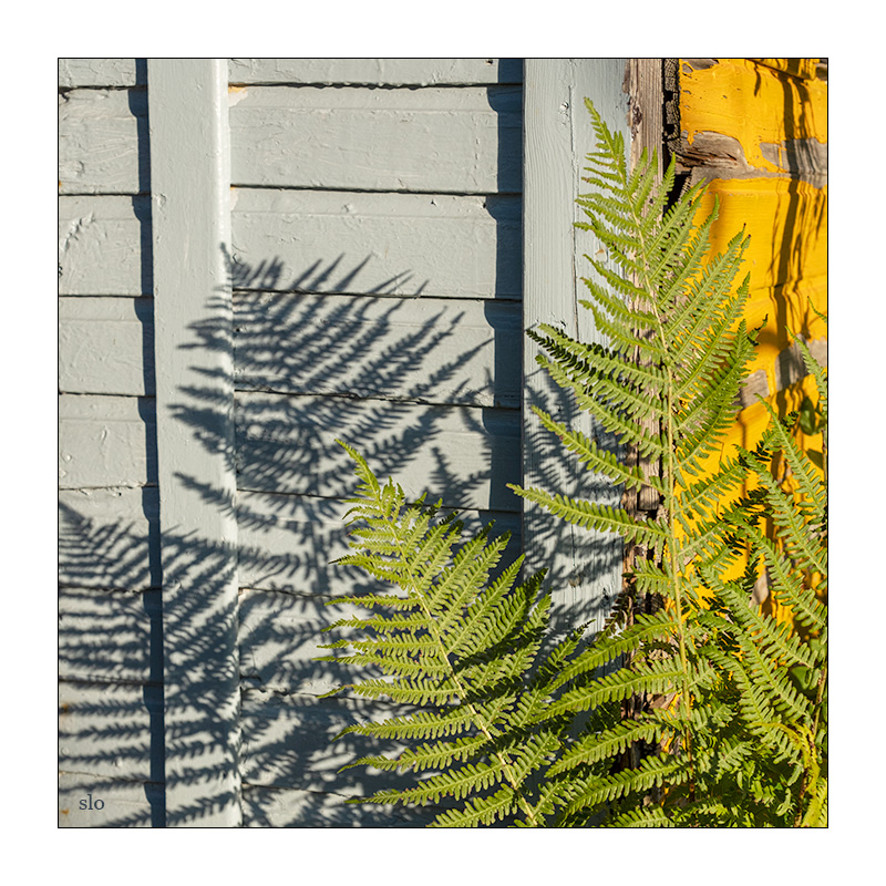 268/365 Gabrielle – Sunshine © 2025 Sabine Lommatzsch