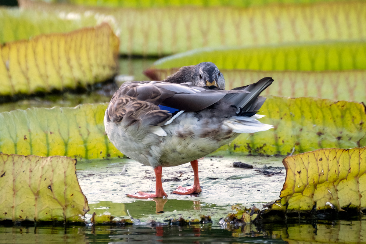 270°-Ente