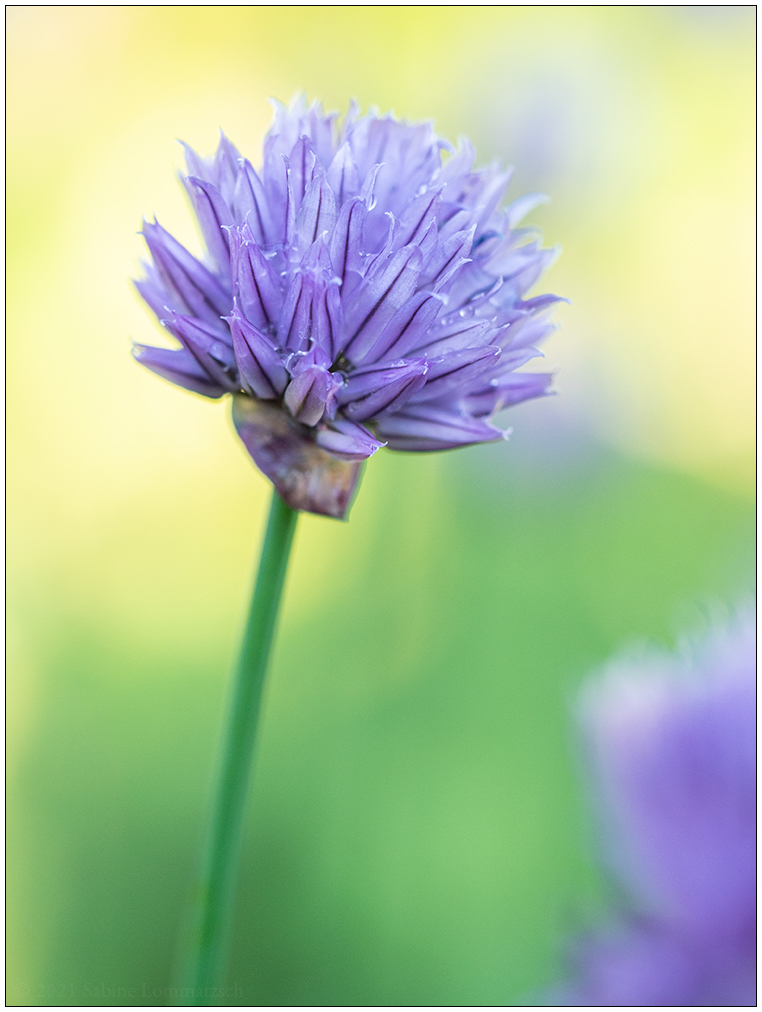 270 Schnittlauchblüte