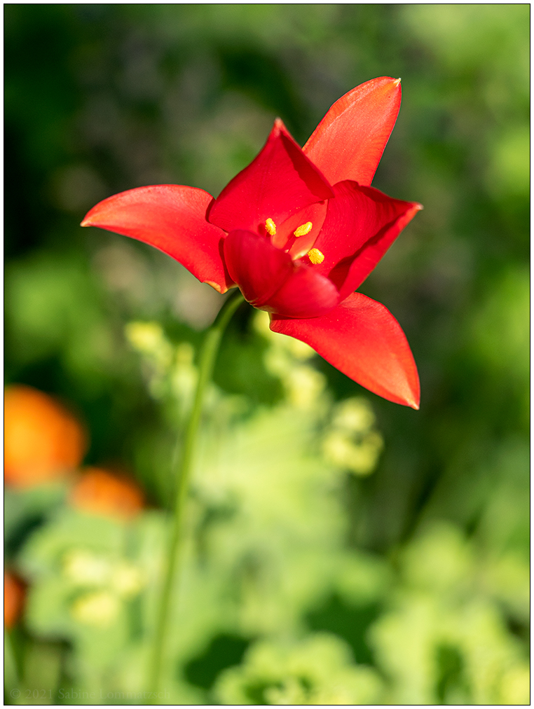 273 Rote Blüte