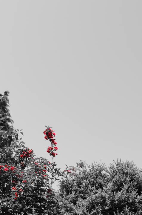276/365