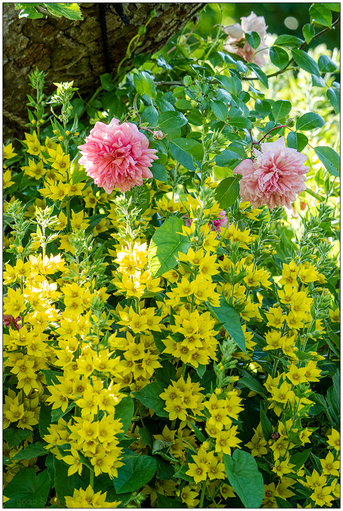 276 In der Bünte – Rosa Rose am Apfelbaum
