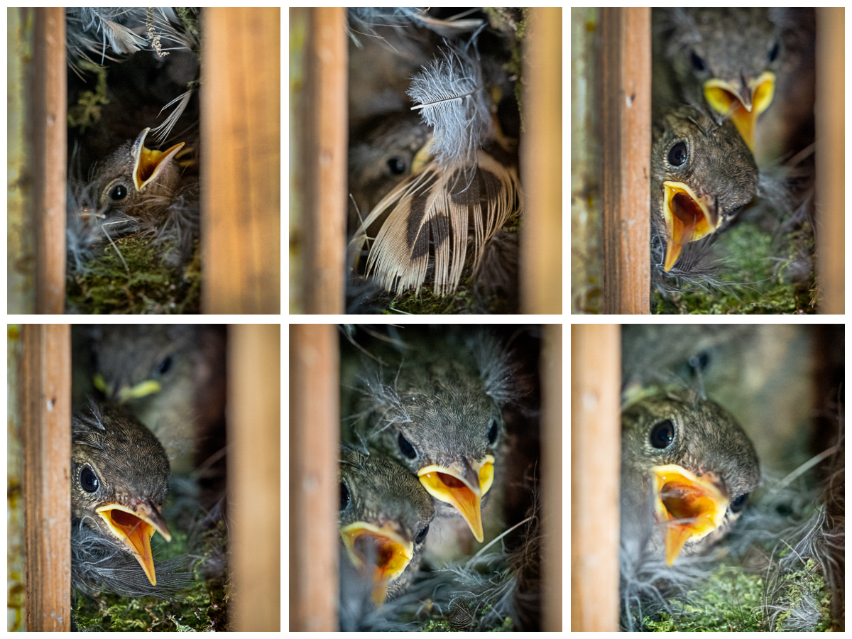 276 Zaunkönige noch im Nest