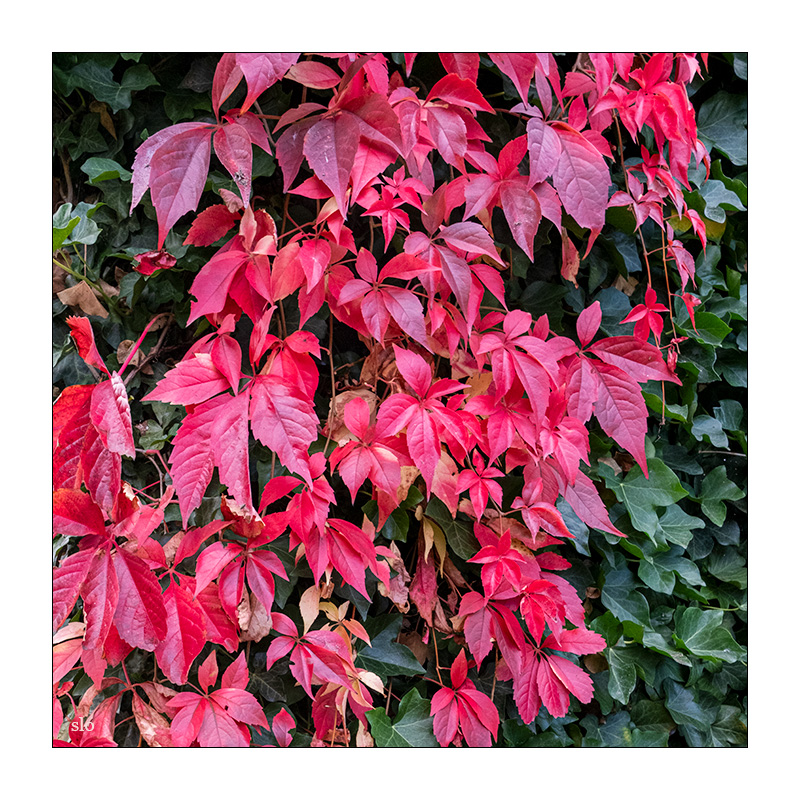 277/365 Dota Kehr – Herbstliches Lied © 2026 Sabine Lommatzsch