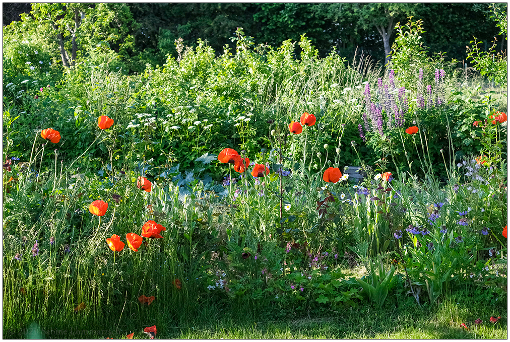 277 Mohn im Abendlicht I