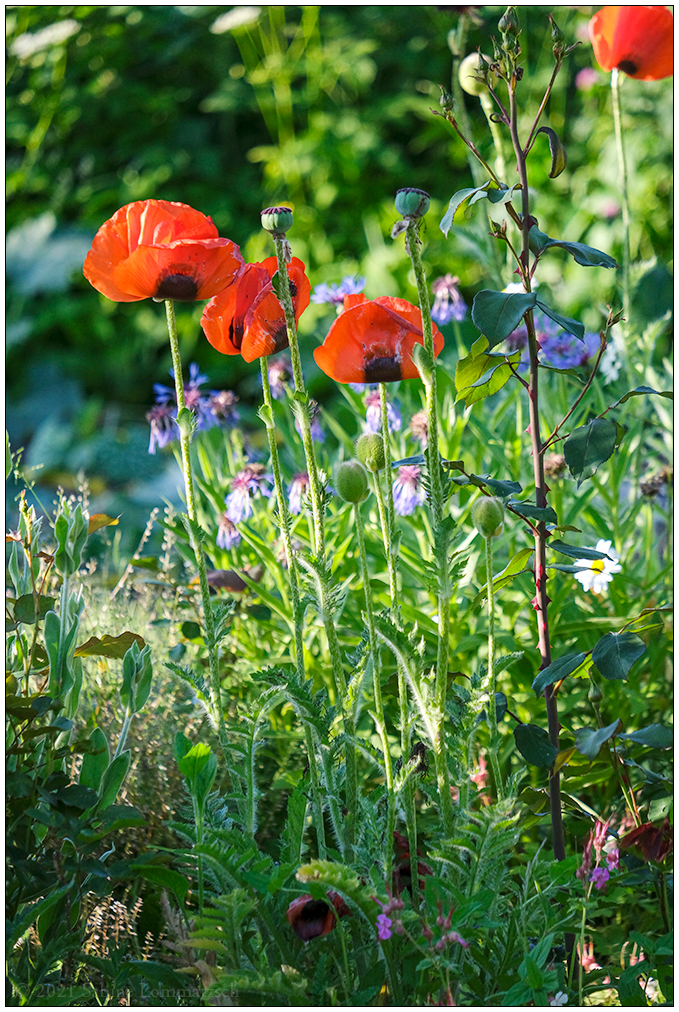 278 Mohn im Abendlicht II