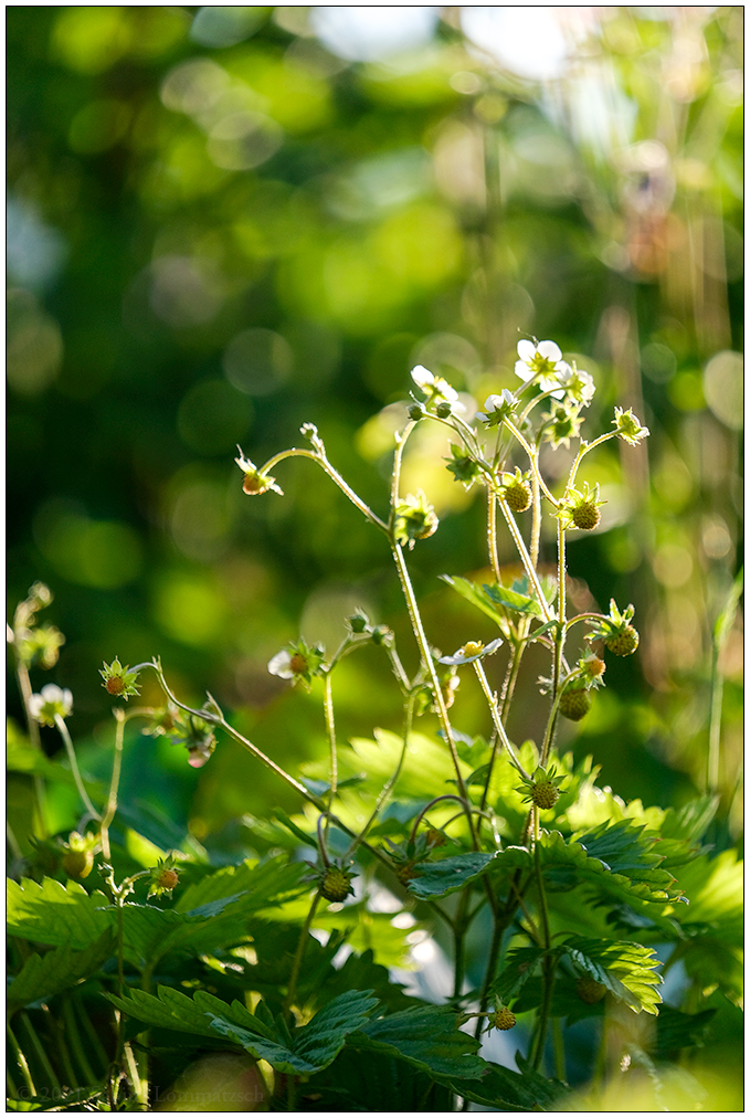 280 Erdbeerblüte