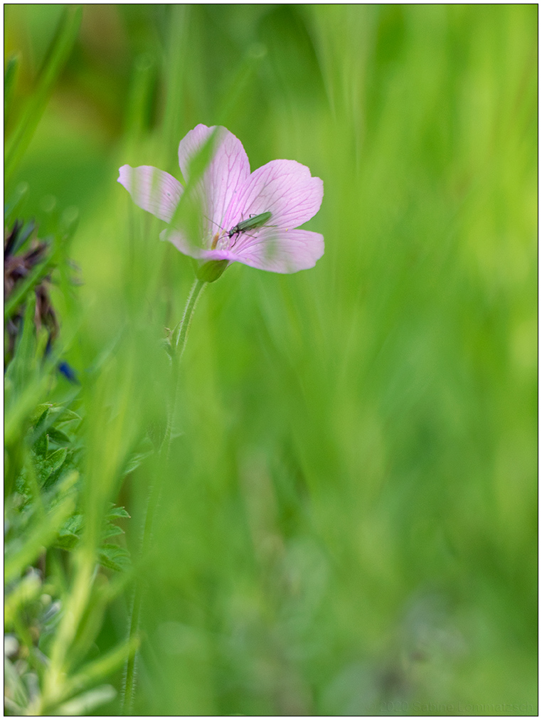 282 Blümchen mit Tierchen