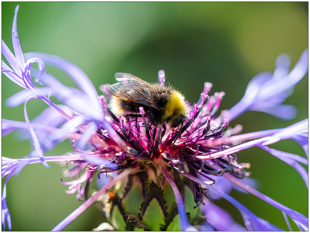 282 Hummel auf Blume
