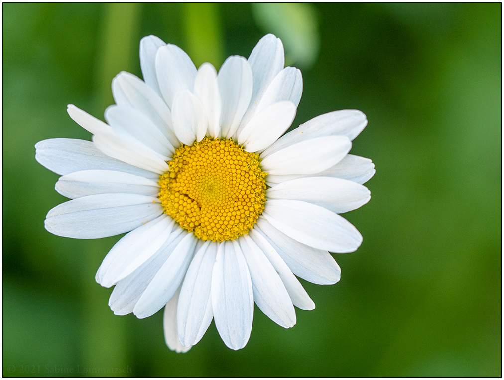 284 Weiße Margeritenblüte