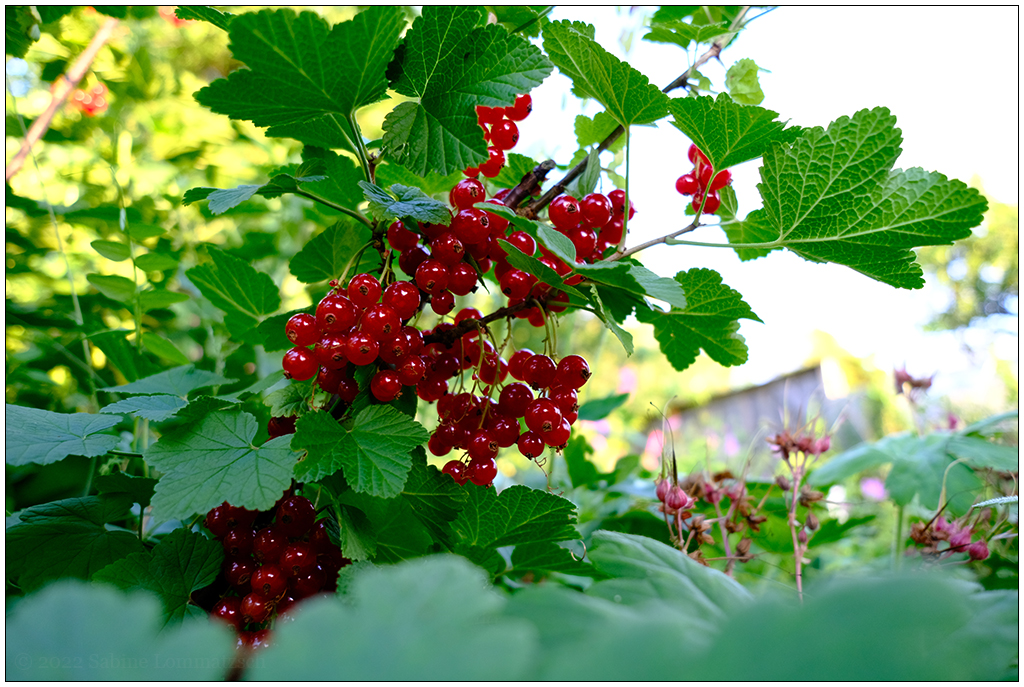 285 In der Bünte – Rote Johannisbeeren