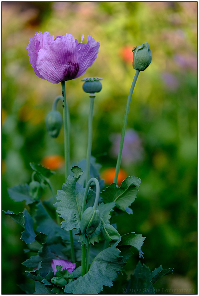 286 SIn der Bünte – Lila Mohn