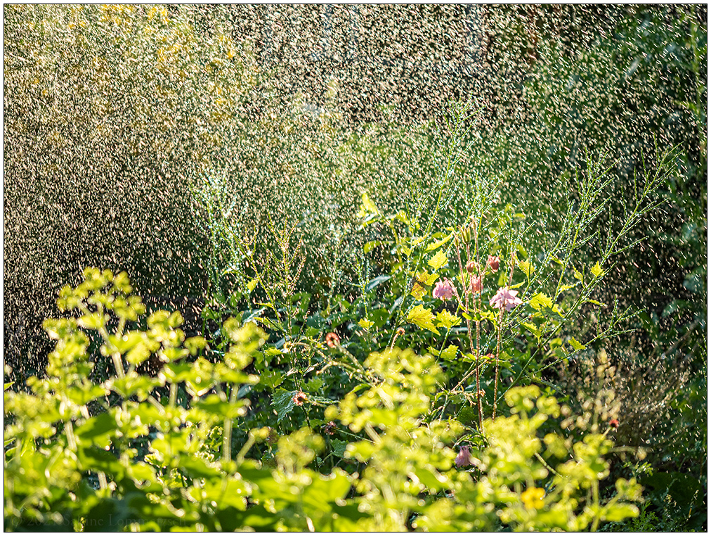 286 Wassertropfen im Gegenlicht