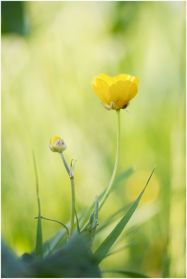 286170514rblumen