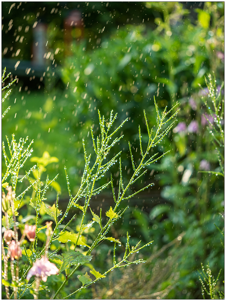 287 Abendlicht und Wassertropfen