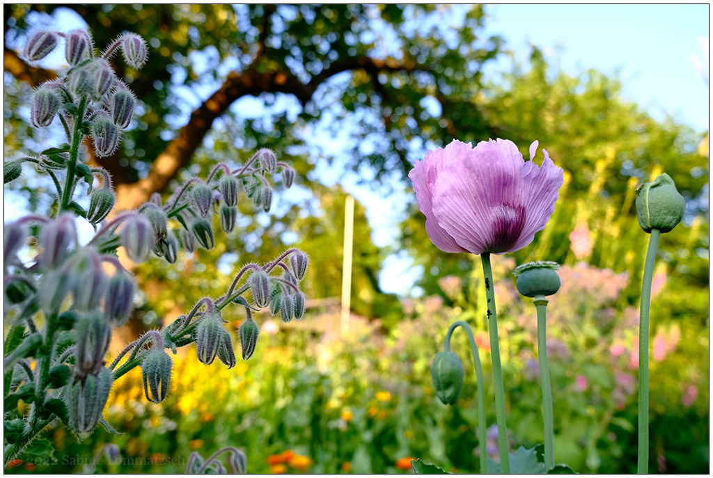 287 In der Bünte – Lila Mohn vor Gemüsebeet