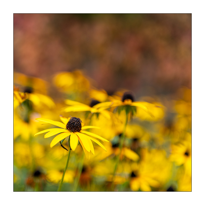 288/365 Tori Amos – Flowers Burn to Gold © 2025 Sabine Lommatzsch