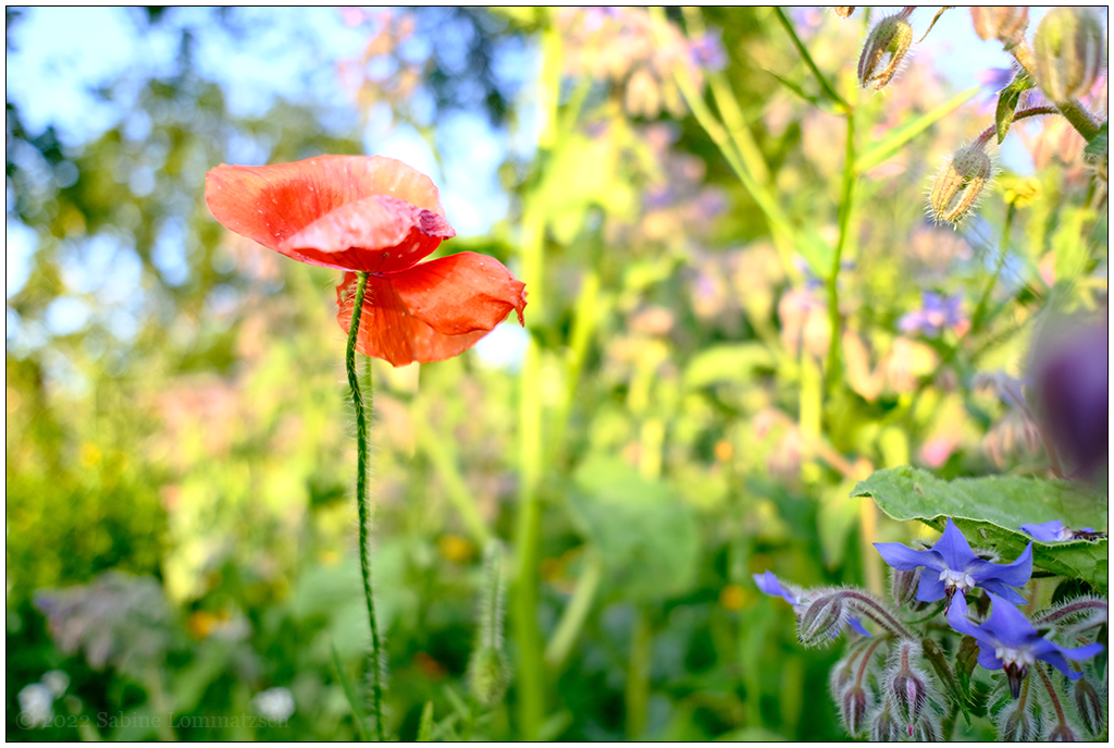 288 In der Bünte – Roter Mohn im Gemüsebeet