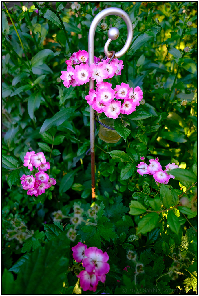 289 In der Bünte – Erste Blüten der Mozart-Rose