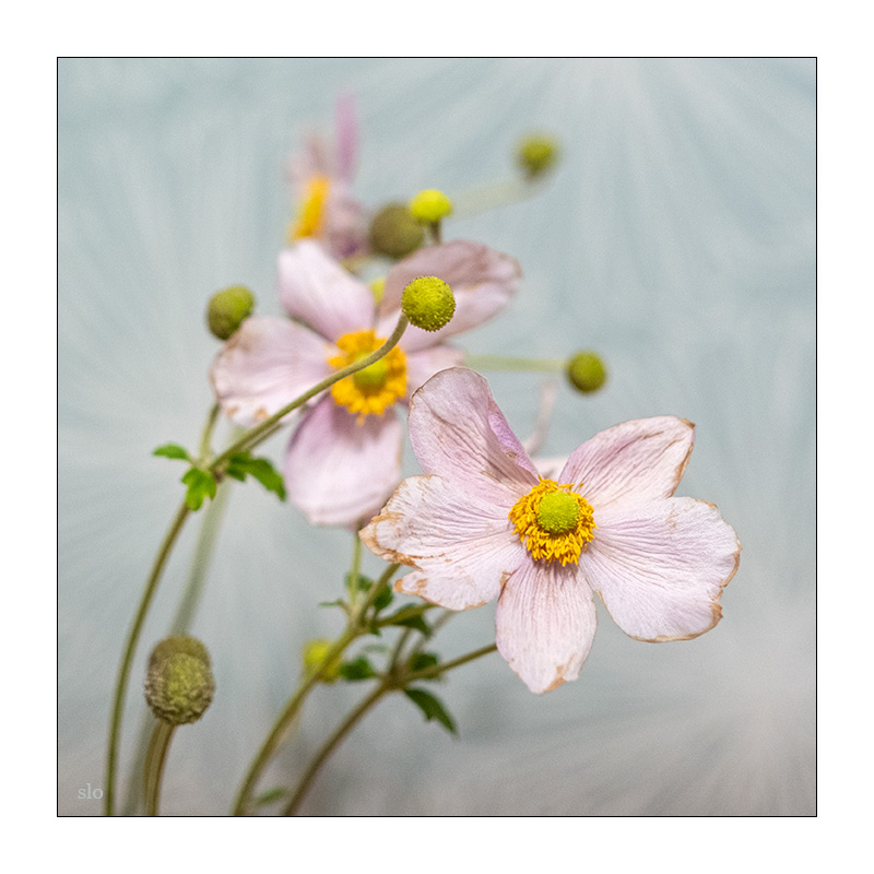 293/365 AnNa R. – Mut zur Liebe © 2025 Sabine Lommatzsch