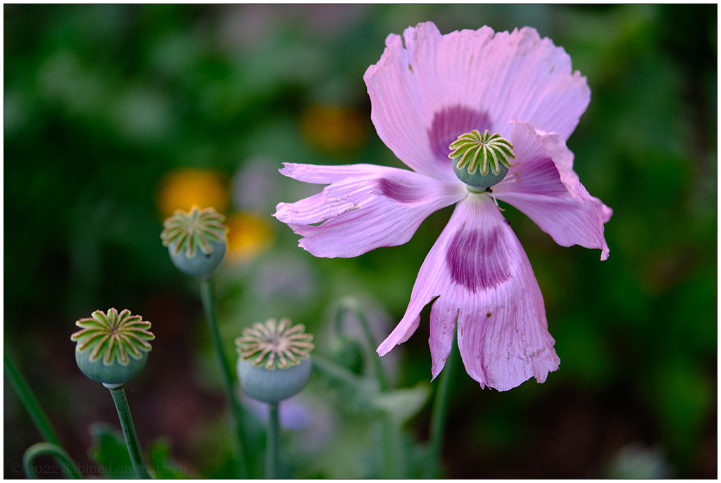 293 In der Bünte – Lila Mohn im Beerenbeet II