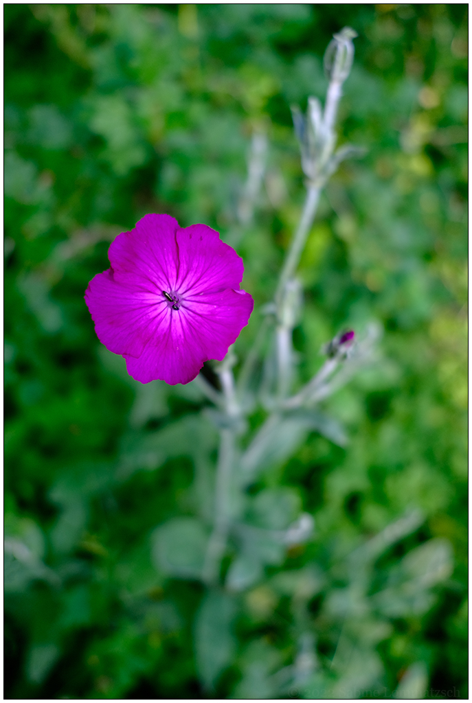 296 In der Bünte – Blüte (Name vergessen)