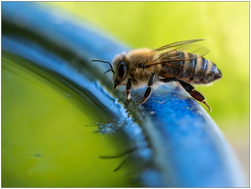 298 Biene an Wasserstelle