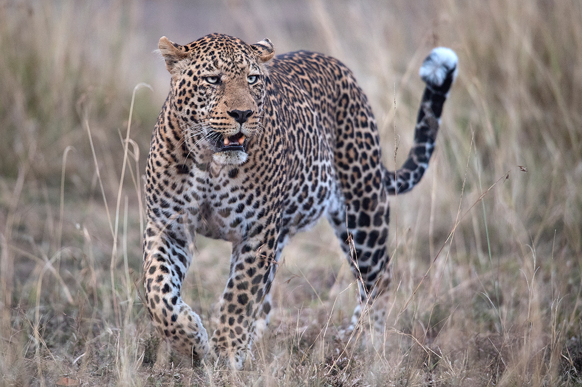 2_5RG1956_20180729_182707_7813Masai Mara 2018.jpg