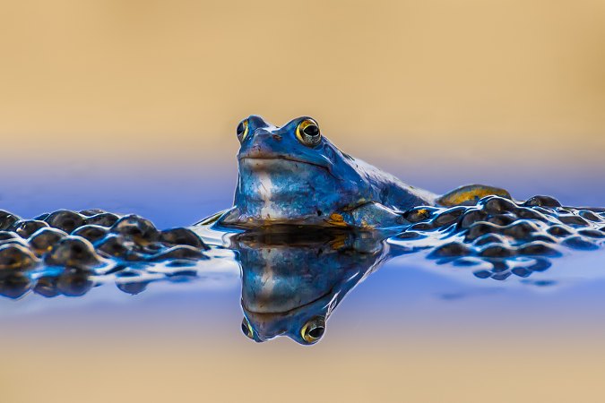 2_chappo59_small.jpg
