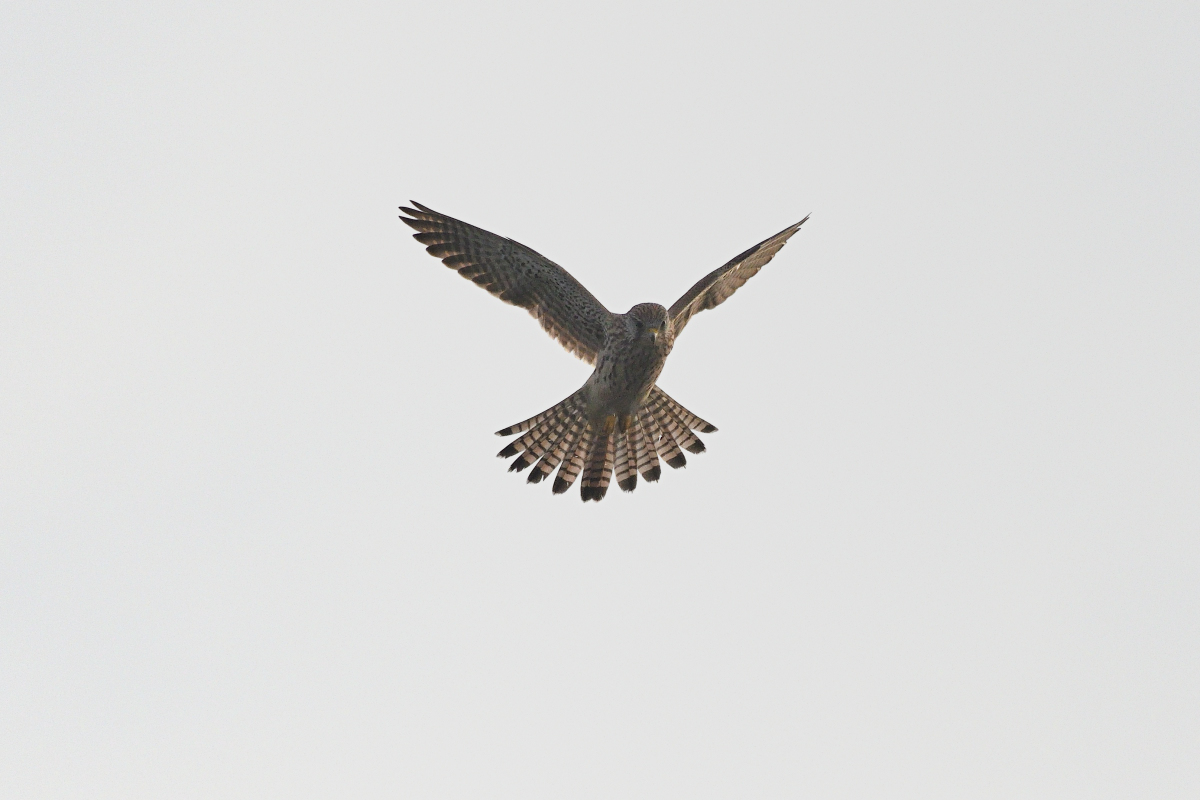 2_WKO_5163_NF_Turmfalke.jpg
