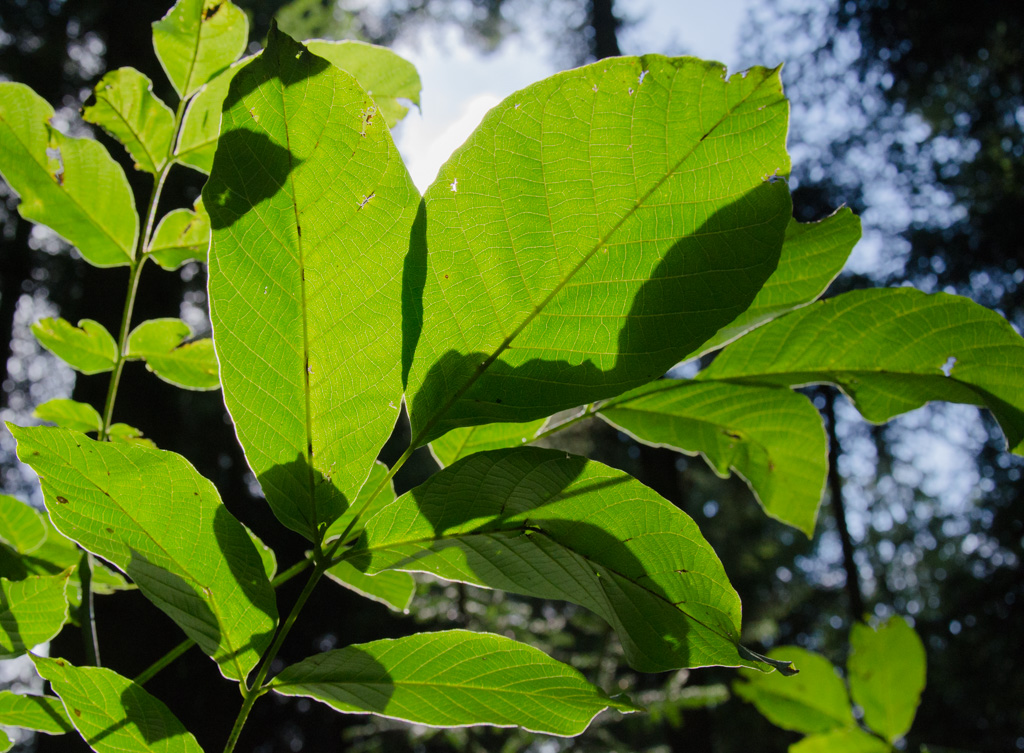 3/364 - Licht und Schatten
