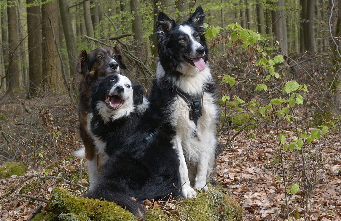 3 Freunde
