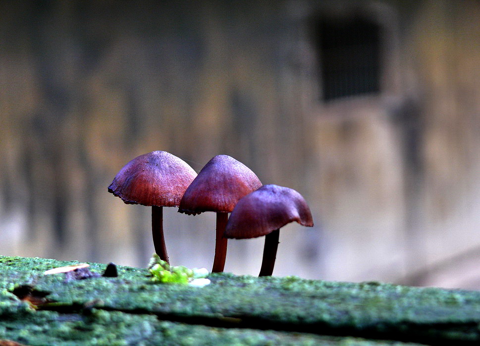 3 pilze