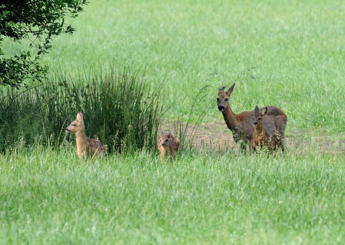 3 rehe wümme 1 JKK 6542