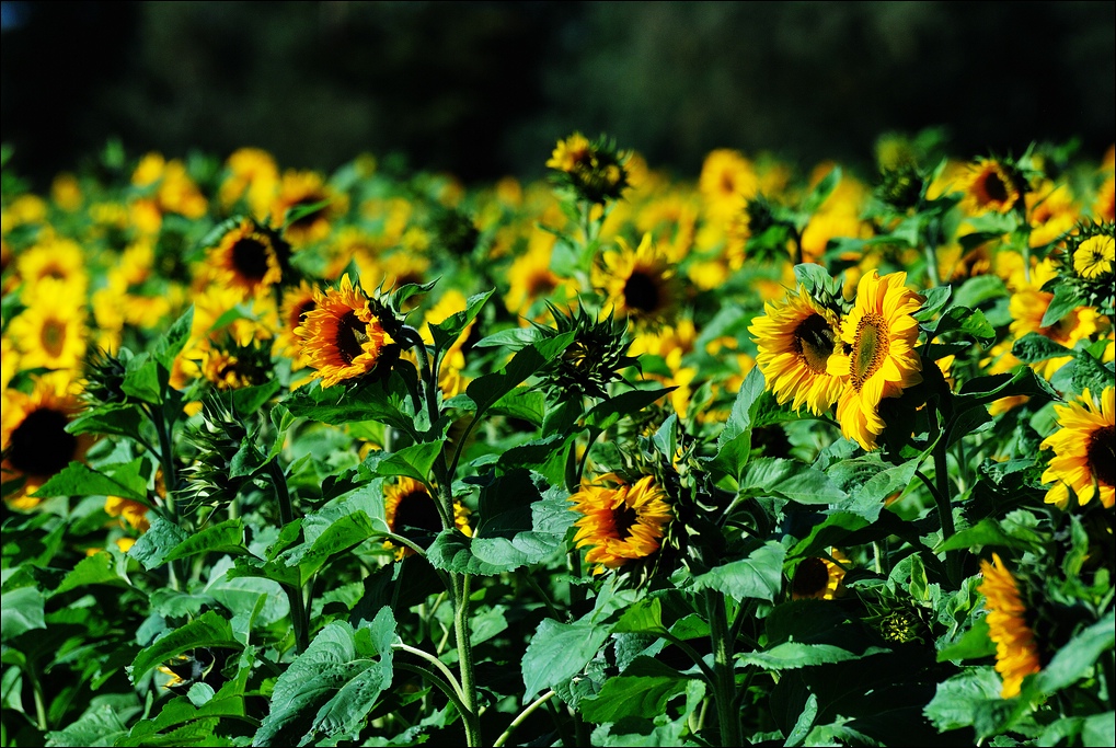 30.09.2011 - Emsbüren Sonnenblumenwiese