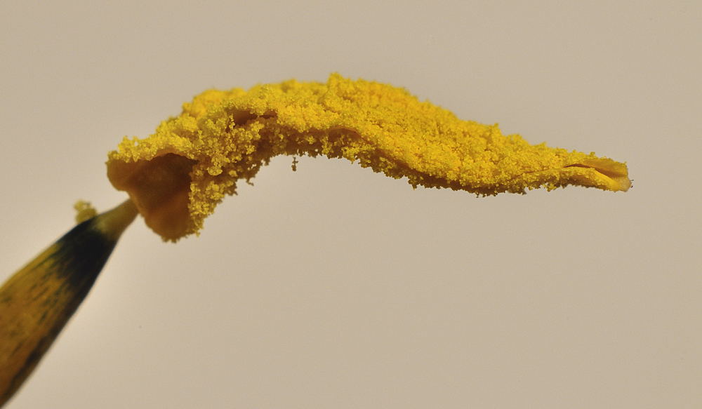 300 0923a f: Tulpe, Staubbeutel (Novoflex-Balgen mit Rodagon 4/80)