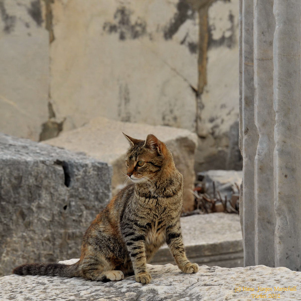 300 1716af:  Ephesus, Türkei