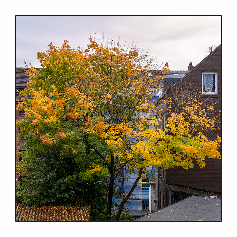 301/365 Brandi Carlile – Human © 2025 Sabine Lommatzsch