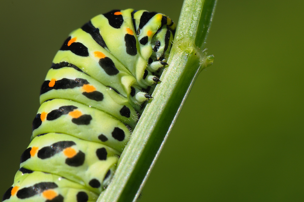 301 7975 2012 09 08 195 Raupe