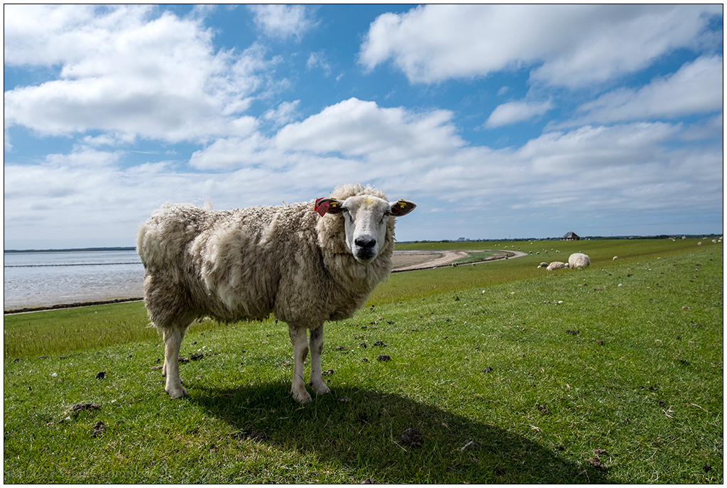 303 Sylt – Nösse-Deich mit Schaf