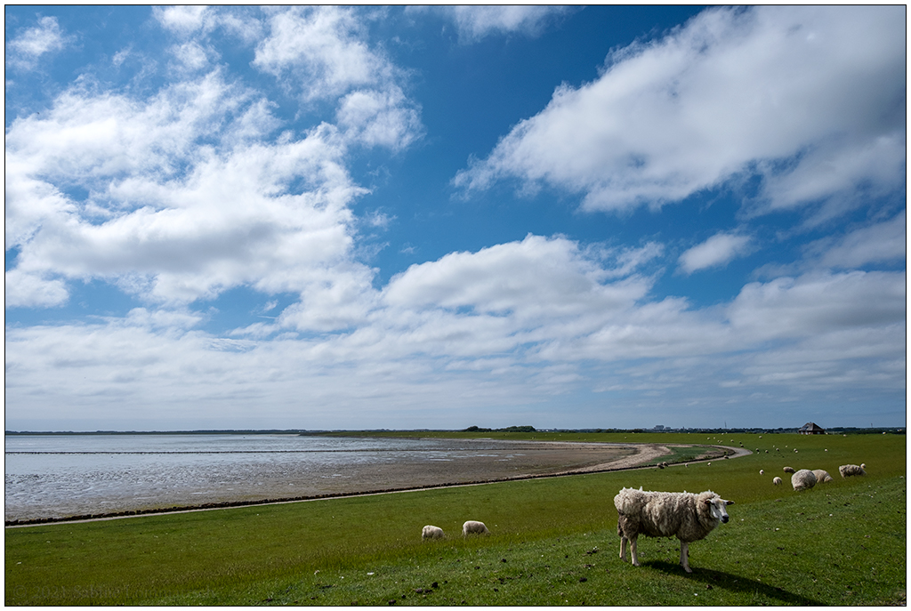 304 Sylt – Nösse-Deich mit Schafen